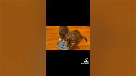 Sdskittens Onlyfans Leak [HD] 18 Videos
