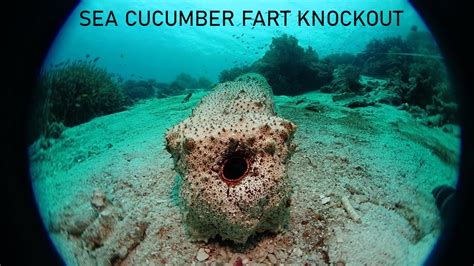 Sea Cucumber KOs Sea Cucumber with Fart - YouTube