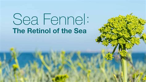 Sea Fennel & Bayberry - Large - Nova Scotia Fisherman