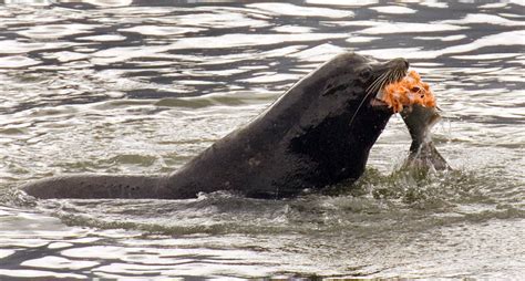 Sea Lion Eating Sturgeon