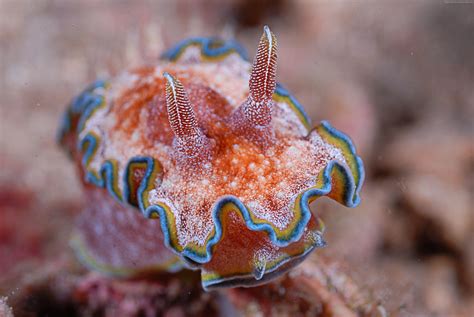 Sea Slug Wallpapers - Wallpaper Cave