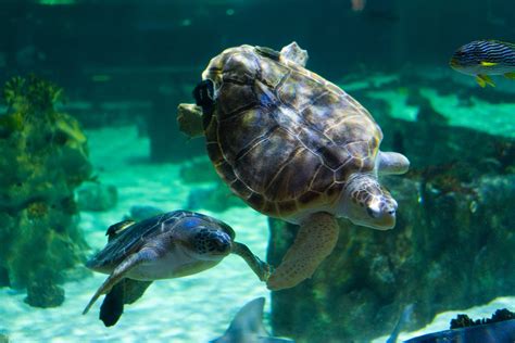 Sea Turtle Conservation - The Living Planet Aquarium