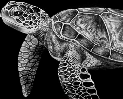 Sea Turtle Drawing Realistic