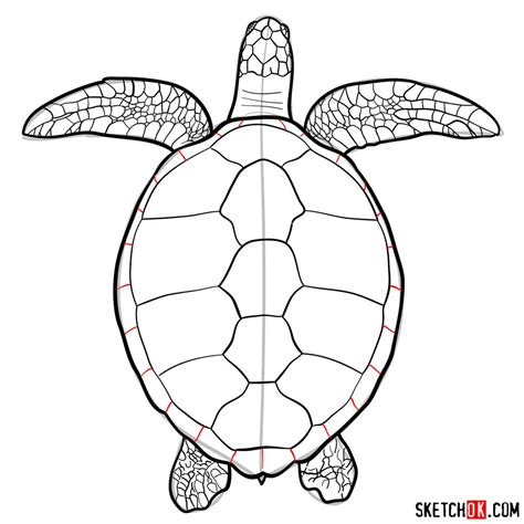 Sea Turtle How To Draw