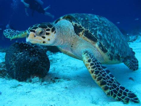 Sea Turtle Information and Facts - TurtleHolic