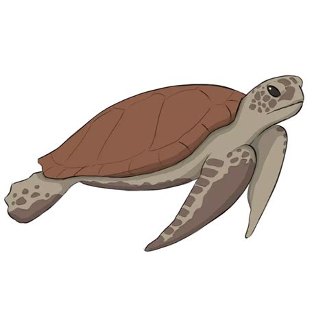 Sea Turtle Simple Drawing