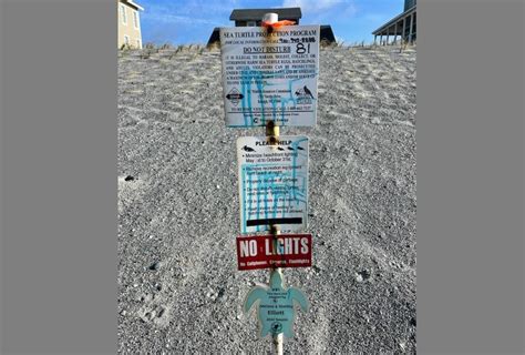 Sea Turtle nest vandalized in Oak Island, according to protection ...