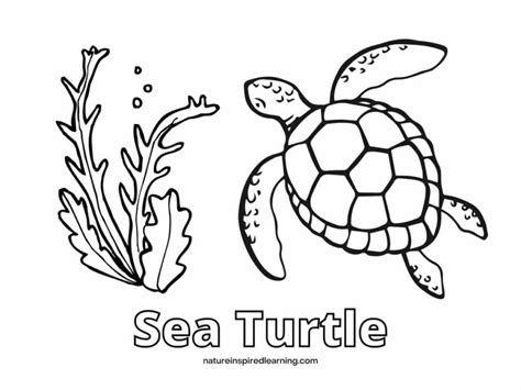 Sea Turtles Coloring Page