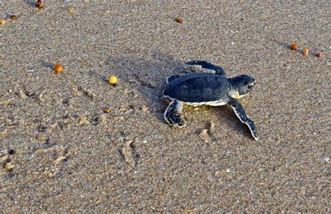 Sea Turtles at Sebastian Inlet Florida State Parks