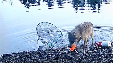 Sea Wolves in BC: Incredible Footage of Wolves Using Tools! (2025)