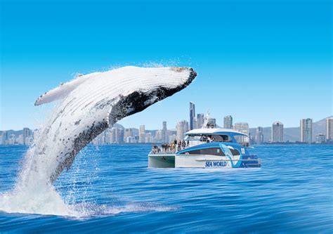 Sea World Whale Watch Cruises