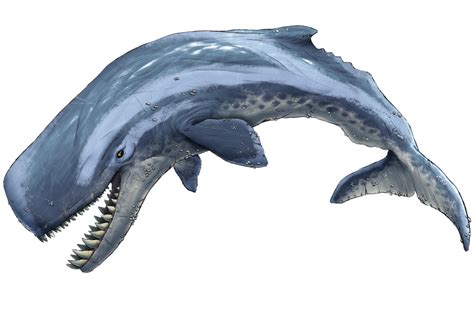 Sea ark predator.  Examples include the Mediterranean Sea and the Black S...