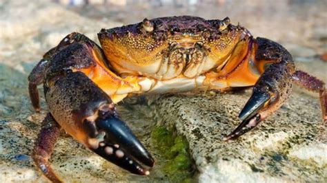 Sea crab. Things To Know About Sea crab. 