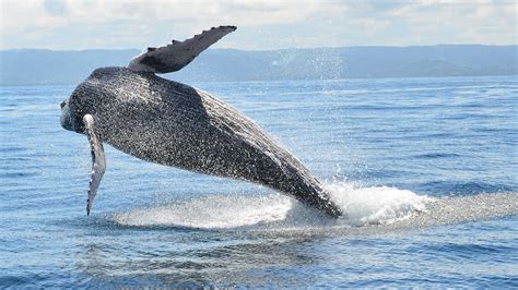 The whales are out on Monterey Bay and ready for your 