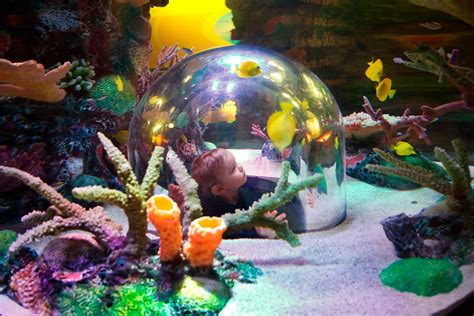 Sea life kc. Kids 12 & under get in FREE this weekend ONLY at SEA LIFE Aquarium for this “mer-mazing” experience, when they wear their Halloween costume and are accompanied by paid adult admission! Get ready to dive in on the action as magical mermaids glide through the 120-gallon Ocean Exhibit featuring over 600 sea creatures … 