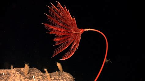 Sea lily crinoid. Sea lilies are an ancient type of crinoid (sea lily) that belongs to the class Echinoidea. They are sessile marine animals that are found attached to the sea floor. They have a calyx that is composed of individual plates. The body of the sea lily is made up of a stem, a main axis, and many branched arms. 
