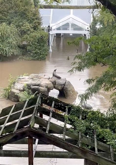 Sea lion at Central Park Zoo escapes flooded enclosure, swims to freedom as heavy rain batters NYC