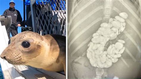 Sea lion that ingested over 100 rocks returns to ocean