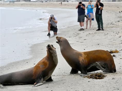 Sea lions return to ocean as toxic bloom that sickened California marine mammals fades
