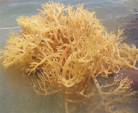 Sea moss spanish. Things To Know About Sea moss spanish. 