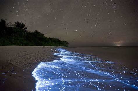 Sea of stars maldives. Things To Know About Sea of stars maldives. 