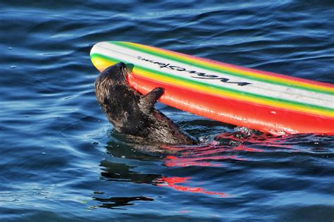 Sea otter harassing surfers off the California coast eludes capture as her fan club grows
