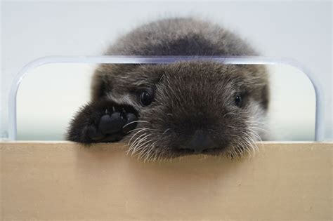Sea otter pup found alone in Alaska has new home at Chicago's Shedd Aquarium