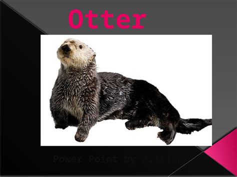 Sea otters.pptx - SEA OTTER Melanie Ortega Why I chose Sea...