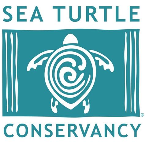 Sea turtle conservancy. Things To Know About Sea turtle conservancy. 