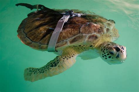 Sea turtle inc. emergency line for injured or nesting sea turtles (956) 243-4361 