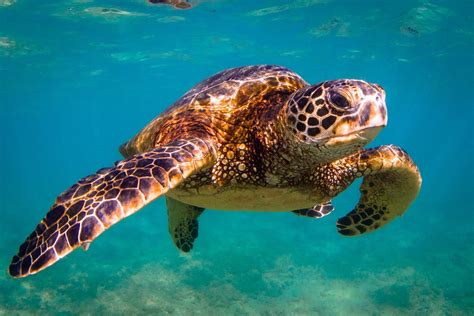 Sea turtles - Grand Cayman Forum - Tripadvisor