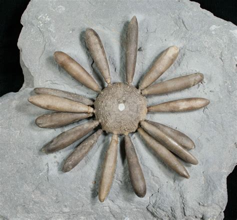 Sea urchin spine fossil. Florida Fossil Echinoid Spines Sea Urchin Lot Collection. Opens in a new window or tab. $9.99. Seller: thefossildepot (4,229) 99.9% View seller's store: The Fossil Depot. 