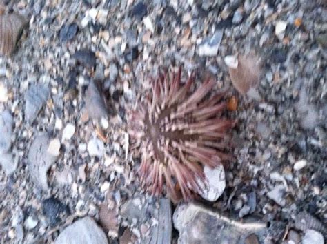 Sea urchin. October in Myrtle Beach, SC - YouTube