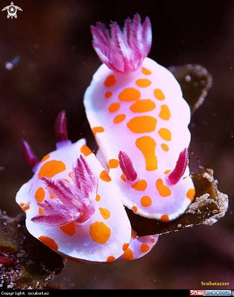 Sea-clown Nudibranch Mexican Fish.com