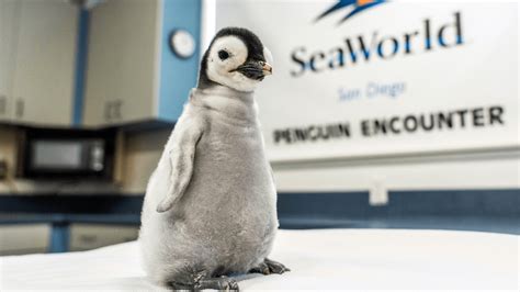 SeaWorld's newly hatched emperor penguin has a name