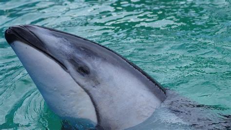SeaWorld San Antonio welcomes 40-year-old Pacific white-sided dolphin Li’i