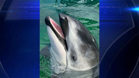 SeaWorld San Antonio welcomes dolphin Li’i, Lolita’s companion, from Miami Seaquarium