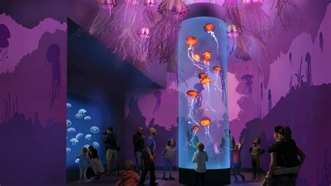SeaWorld San Diego to welcome new jellyfish exhibit in 2024