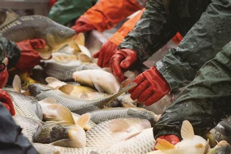 Seafood Commerce and Trade: Seafood Inspection | NOAA Fisheries