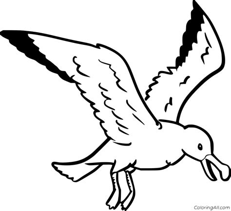 Seagull Coloring