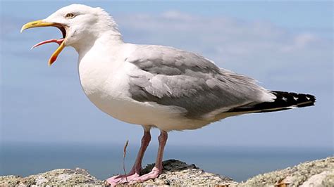 Seagull Noises. Sea Birds. Seagull Sound Effects. Great sound clip for video clips, games, commercials, apps. High Quality Sounds. Free MP3 Download. MP3 320 kbps (zip) Length: 1:46 sec. File size: 4.24 Mb..