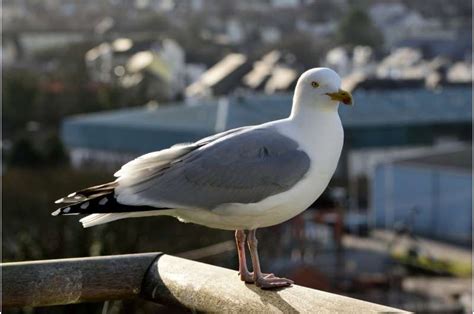 Seagulls favor food humans have handled -- ScienceDaily