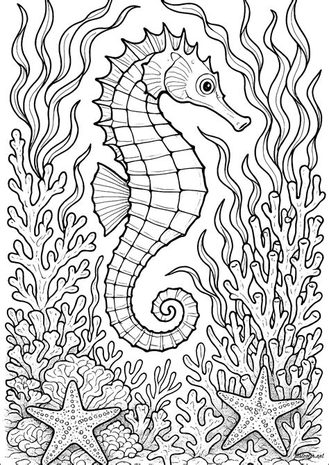 Seahorse Coloring Shee