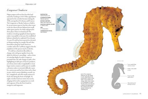 Seahorses a lifesize guide to every species. - Borland delphi 6 developers guide sams developers guides.