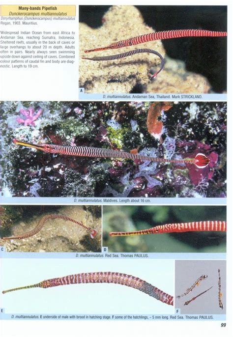 Seahorses pipefishes and their relatives a comprehensive guide to syngnathiformes. - Stihl 076 av manuale di riparazione.