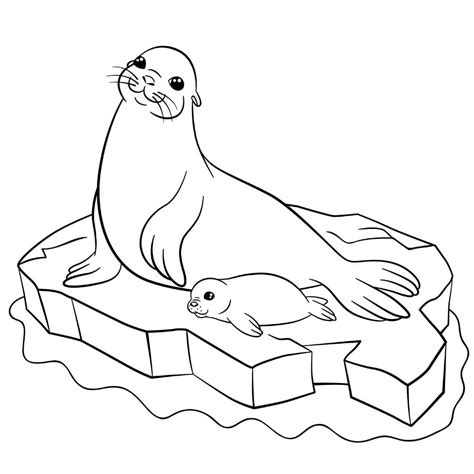 Seal Coloring Book
