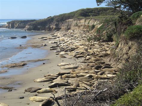 Seal Viewing Seasons - CA State Parks