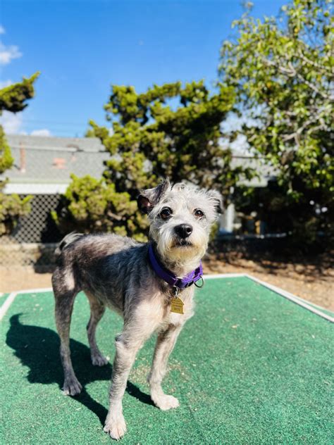 Seal beach animal shelter. Seal Beach Animal Care Center 1700 Adolfo Lopez Drive Seal Beach, Ca 90740 contact@sbacc.org or (562) 430-4993 Dog Hours: MWF 1-5PM; Tu/Th 2-5PM; Sat/Sun 1:30-5PM 