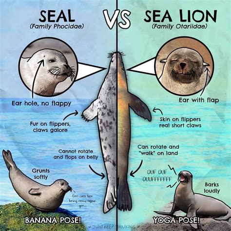 Seal vs sea lion. More Examples Of Seal & Sea Lion Used In Sentences. When it comes to distinguishing between seals and sea lions, using the terms correctly in a sentence is important. Here are some examples of how to use seal and sea lion in a sentence: Examples Of Using “Seal” In A Sentence. The seal was sunbathing on the rock. She saw a seal swimming in ... 