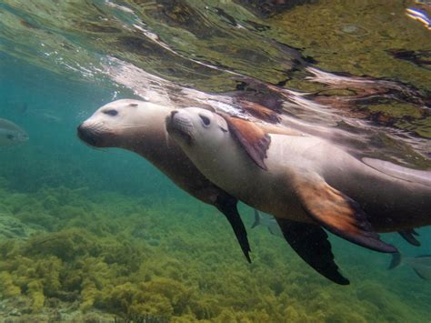 Sealion Experience in Port Lincoln, South Australia